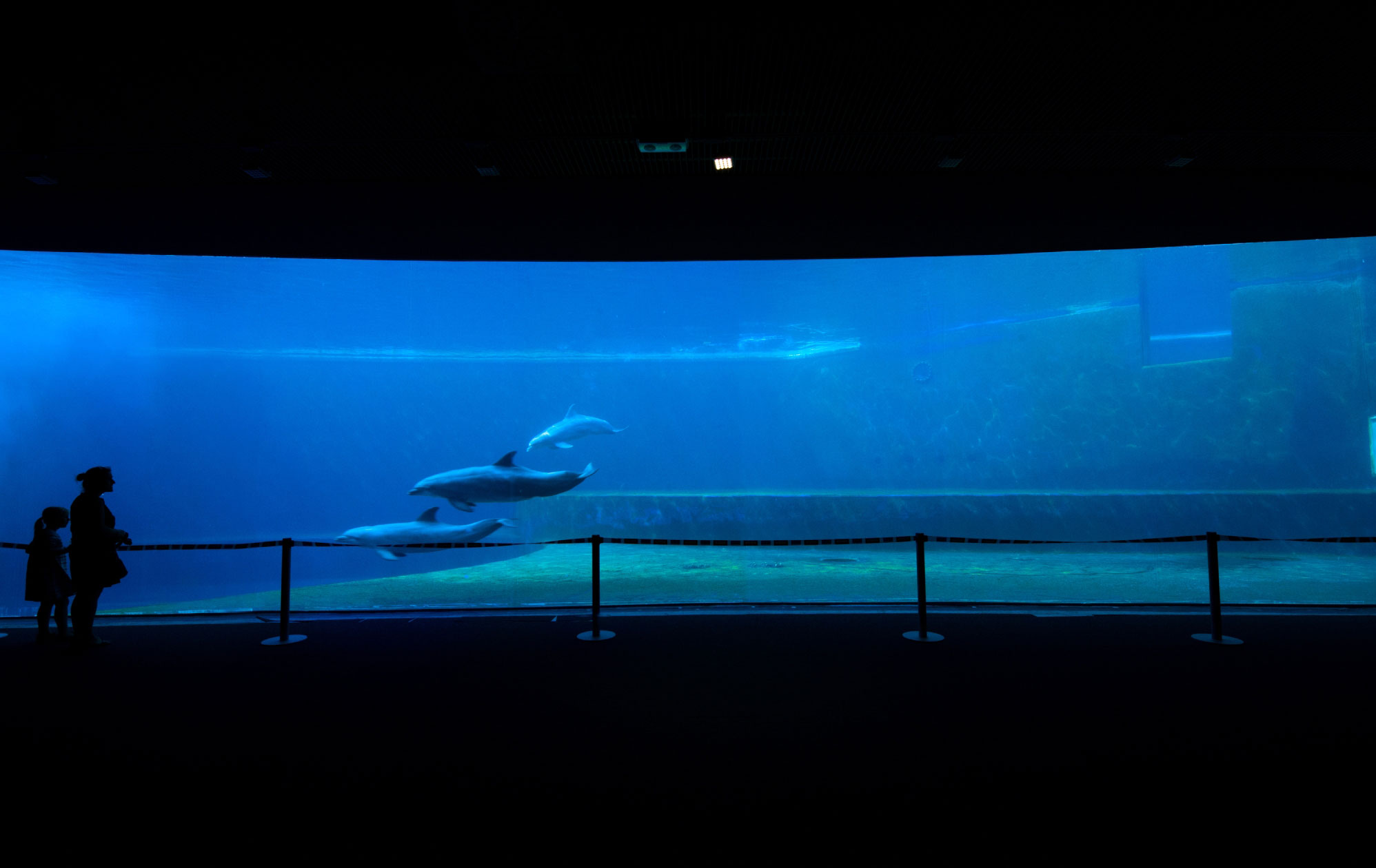 Genova_una-delle-vasche-dellacquario-di-genova