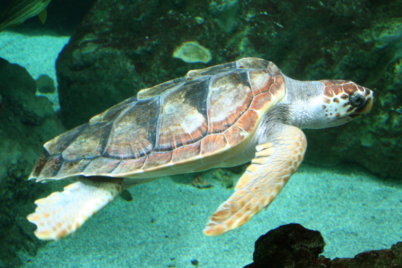 Lampedusa - Tartaruga Caretta caretta
