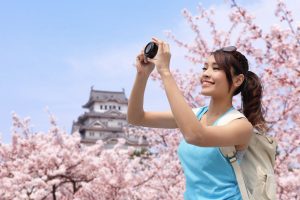 Giappone - Ciliegi in fiore