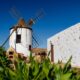 Canarie (7)